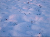 На закате снег переливался голубовато-розоватыми оттенками