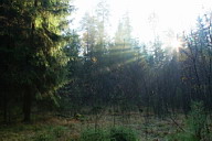 Утренний лес