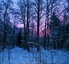 Малиновый восход в синем лесу