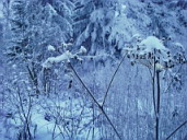 Кружева первого снега (серия «Лес у ручья»)
