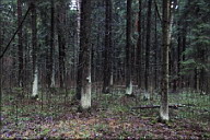 Серия «В лесу»