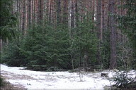В лесу еще много снега