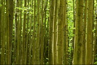 Бамбуковые заросли в Подмосковье