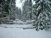 Лес, засыпанный снегом