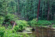Лесной пруд