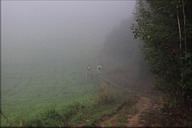 Два ежика в тумане