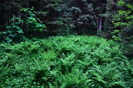 Серия «Заколдованный лес» Поляна, где спрятан клад