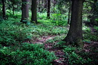 Серия «Заколдованный лес» Тропинка к поляне, где спрятан клад