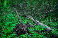 Серия «Заколдованный лес» Убитые деревья