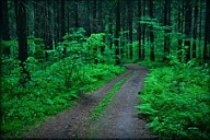Серия «Заколдованный лес» Шелковый путь