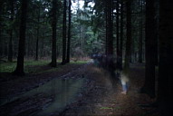 Привидения в утреннем лесу
