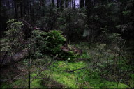 Серия «Заколдованный лес (Mystic forest)»