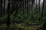 Серия «Заколдованный лес (Mystic forest)»