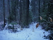 Вдоль лесной просеки на запад